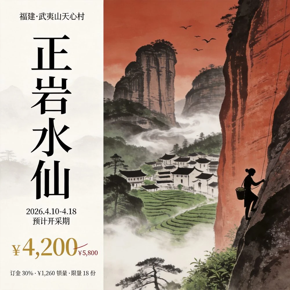 头采预订|武夷天心村正岩水仙·头采特级 500g礼盒